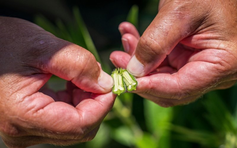 Image gallery marquee